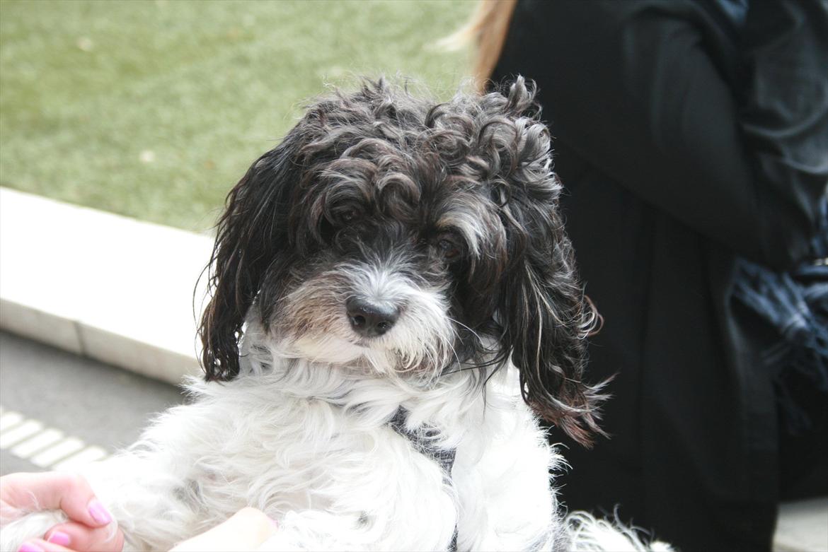 Blanding af racer Figo. - Figo sidder på bagben ;) billede 4