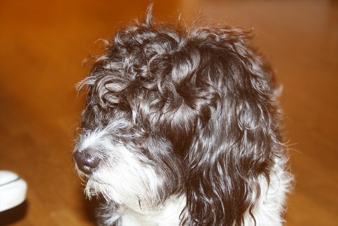 Blanding af racer Figo. - Figo når han er virkelig langhåret :-) billede 5