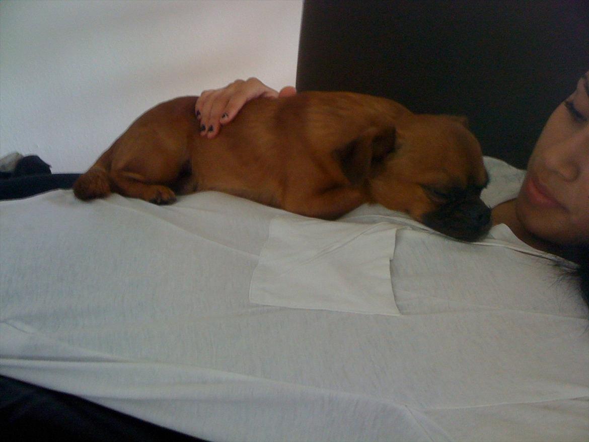 Blanding af racer Prins Richard II (Richie) billede 2