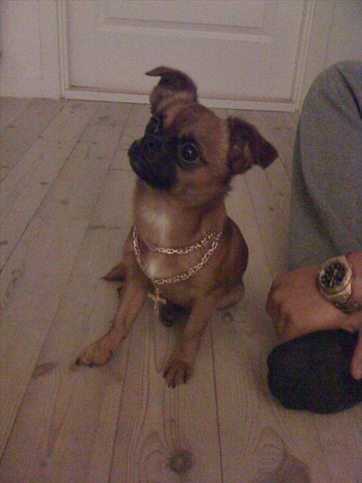 Blanding af racer Prins Richard II (Richie) billede 3