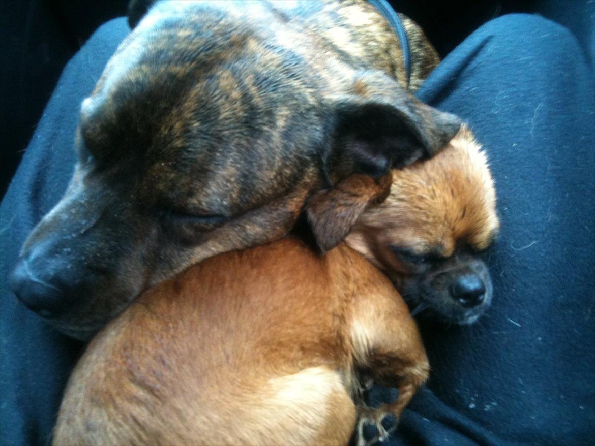 Blanding af racer Prins Richard II (Richie) billede 4