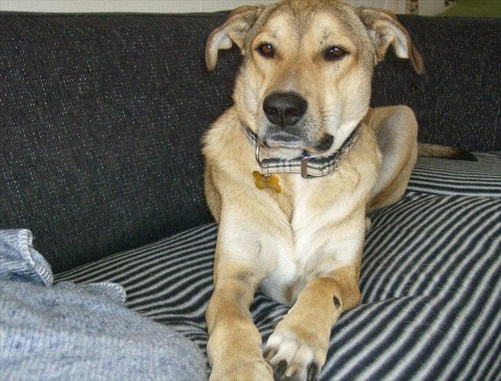 Blanding af racer Boy billede 1