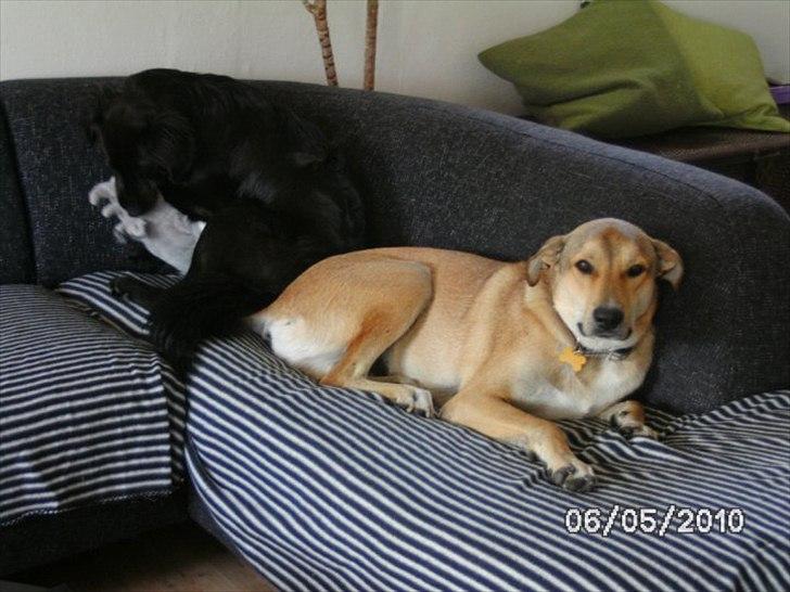 Blanding af racer Boy - Boy og Bella i sofaen billede 2