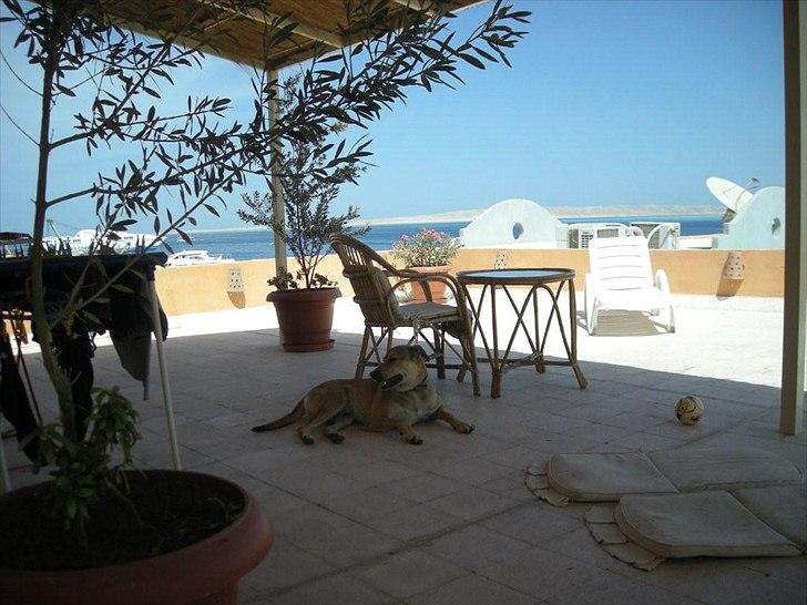 Blanding af racer Boy - Boy i Egypten (Inden vi fik ham) billede 3