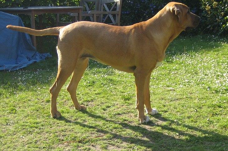 Broholmer Freya nu 2 år R.I.P. - Smukke Freya 1 år billede 18