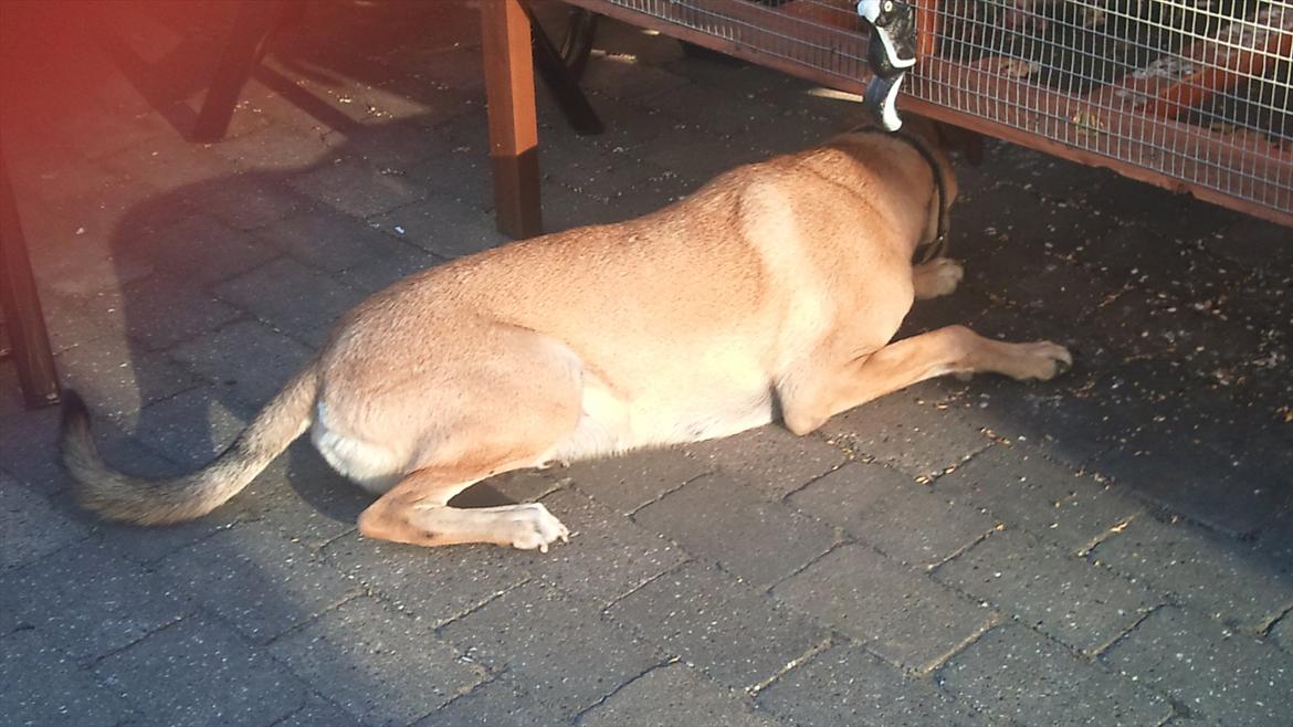 Blanding af racer Boy - Boy ligger og spiser fuglefrø under fugleburet billede 4