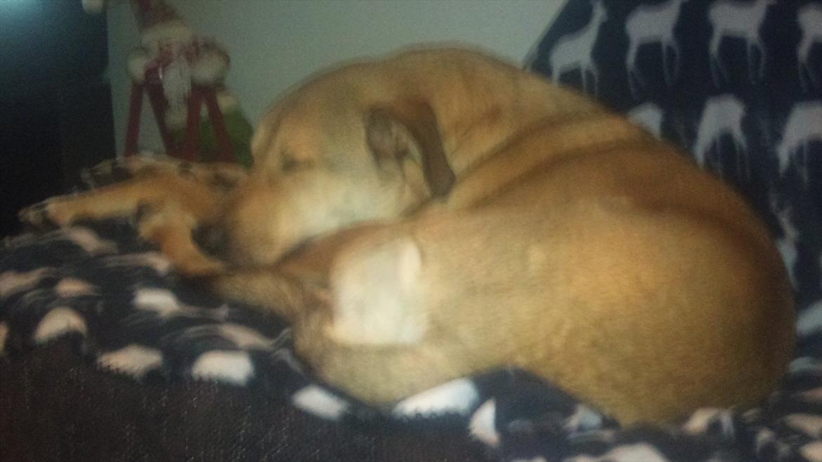 Blanding af racer Boy billede 5