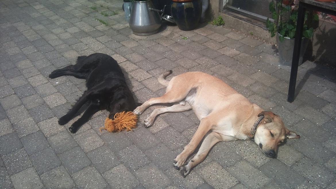 Blanding af racer Boy - Boy og Bella ( Afslapning) billede 6