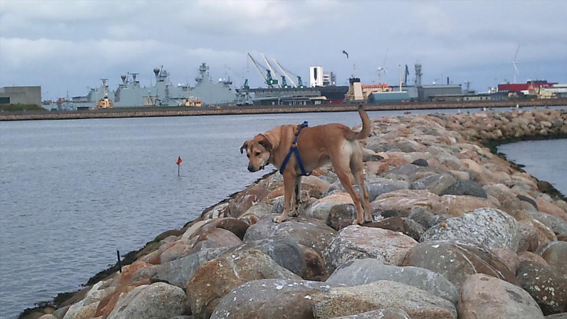Blanding af racer Boy - Boy på havnen billede 8