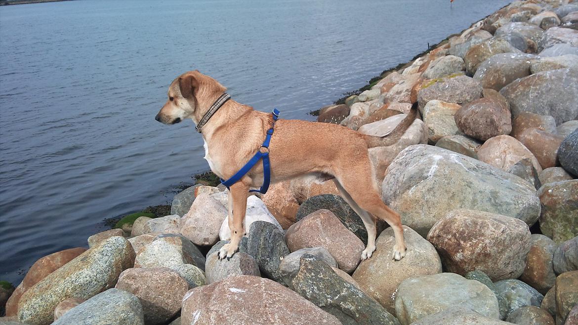 Blanding af racer Boy - Boy på havnen billede 9