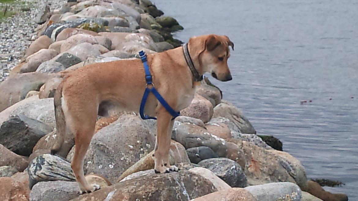 Blanding af racer Boy - Boy på havnen billede 10