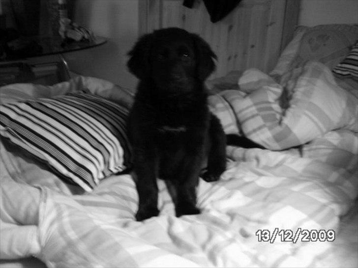 Labrador retriever Bella - Bella som hvalp billede 1