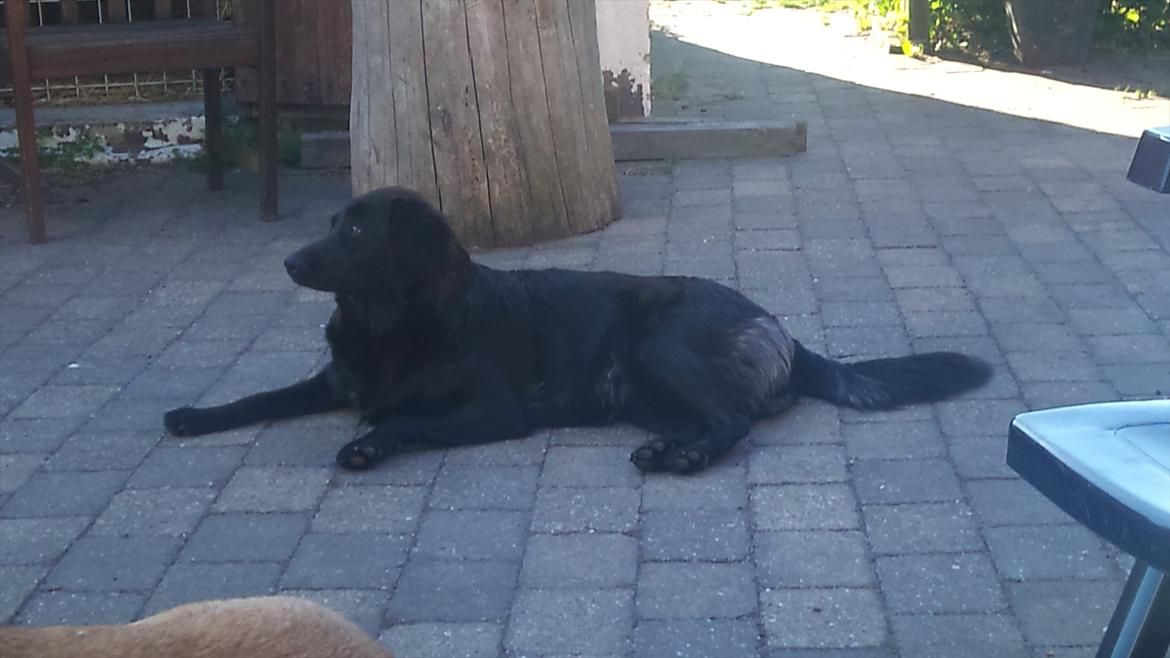 Labrador retriever Bella billede 2