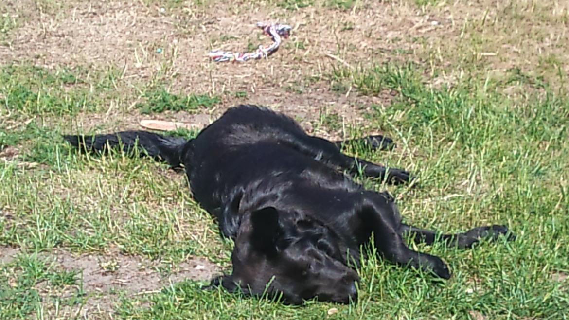 Labrador retriever Bella - Bella nyder solen billede 3