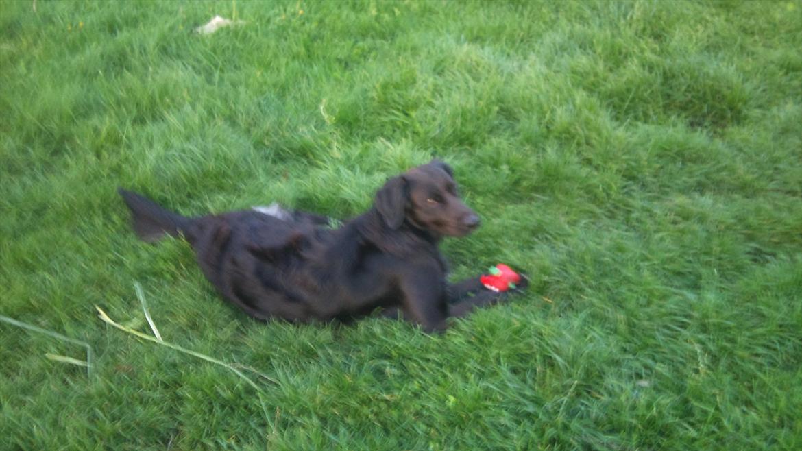 Labrador retriever Bella billede 4