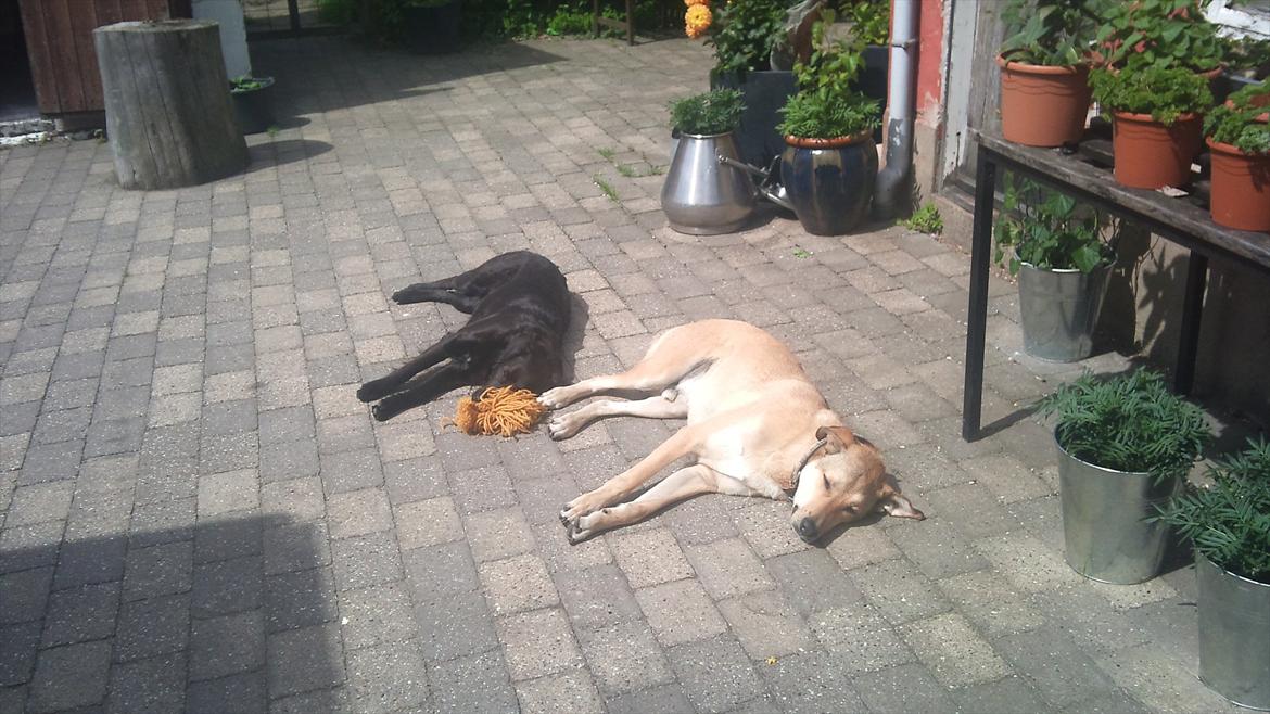 Labrador retriever Bella - Bella og boy tager lige en slapper billede 5