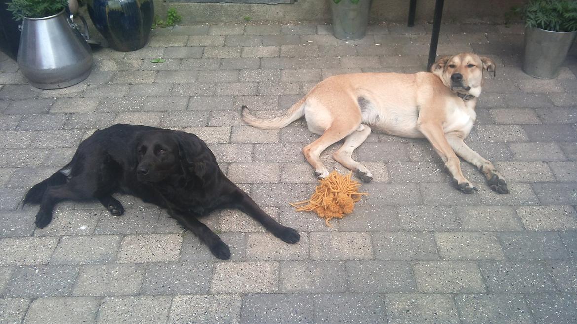 Labrador retriever Bella billede 6