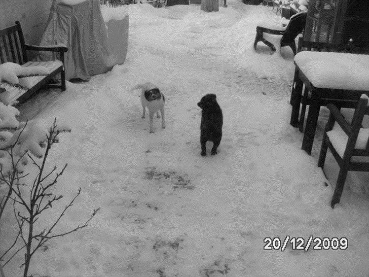 Labrador retriever Bella - Bella's første sne med micki billede 7