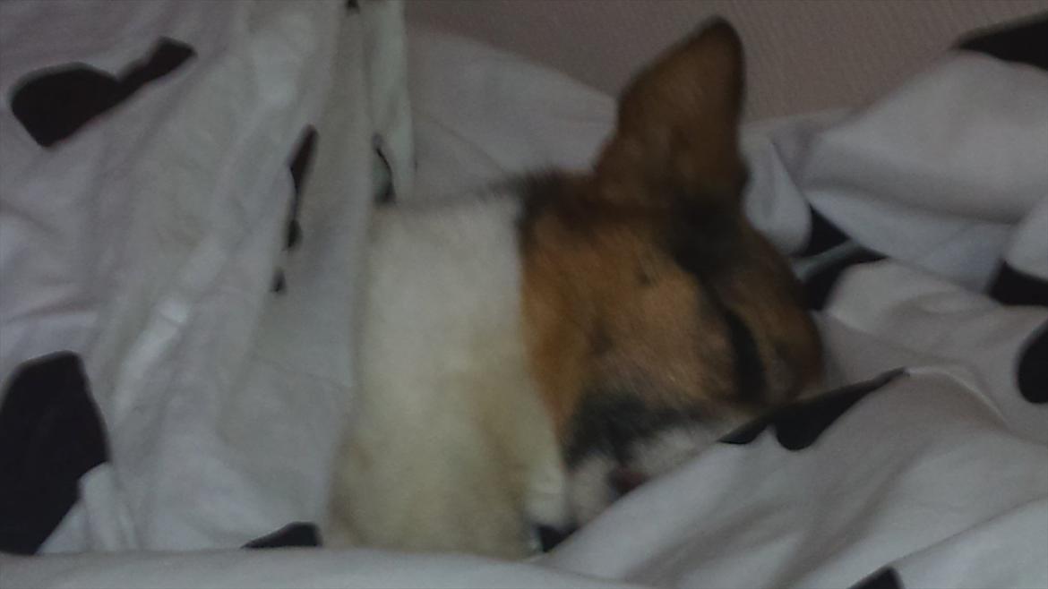 Dansk svensk gaardhund Micki - Micki putter billede 7