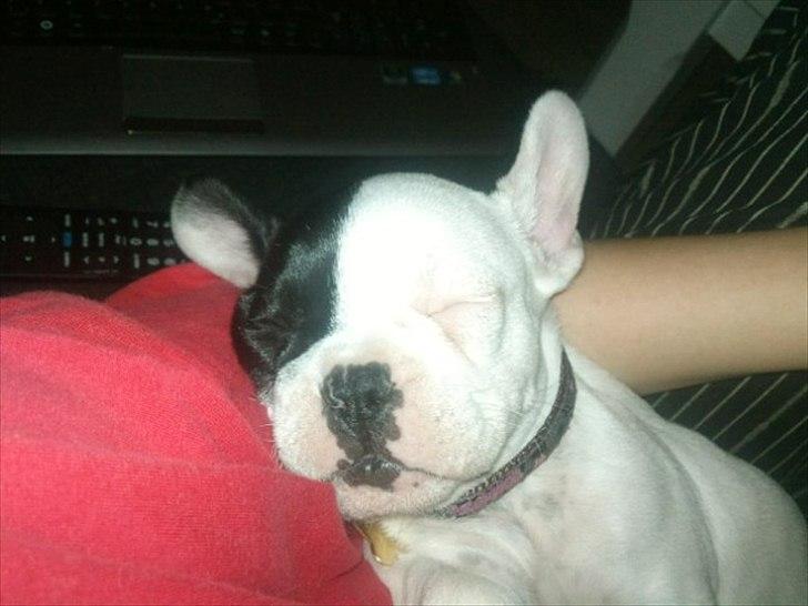 Fransk bulldog * Snuggi * billede 10