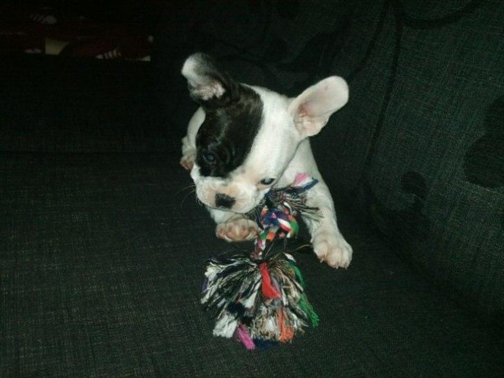Fransk bulldog * Snuggi * billede 11