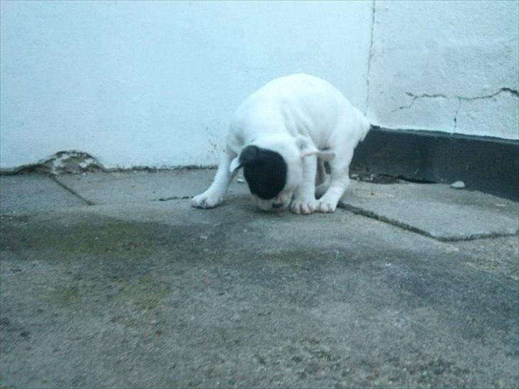 Fransk bulldog * Snuggi * billede 12