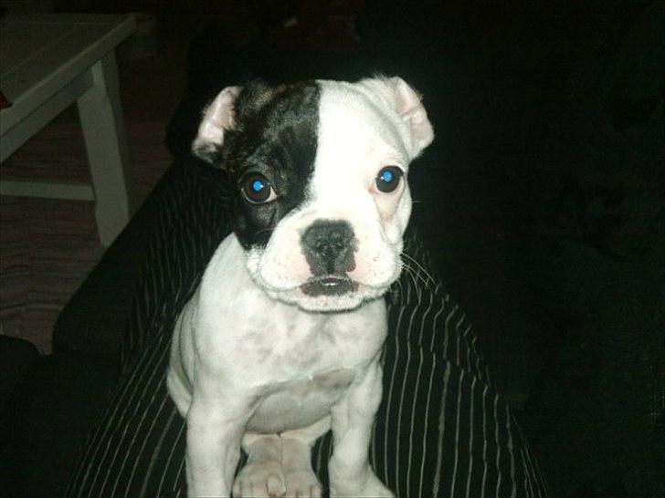 Fransk bulldog * Snuggi * billede 13