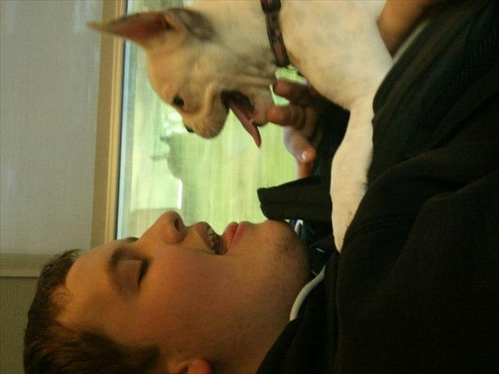 Fransk bulldog * Snuggi * billede 14