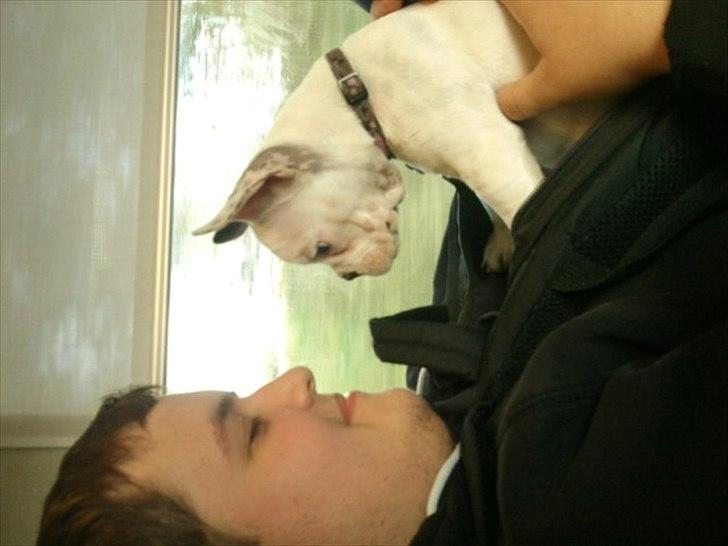 Fransk bulldog * Snuggi * billede 15