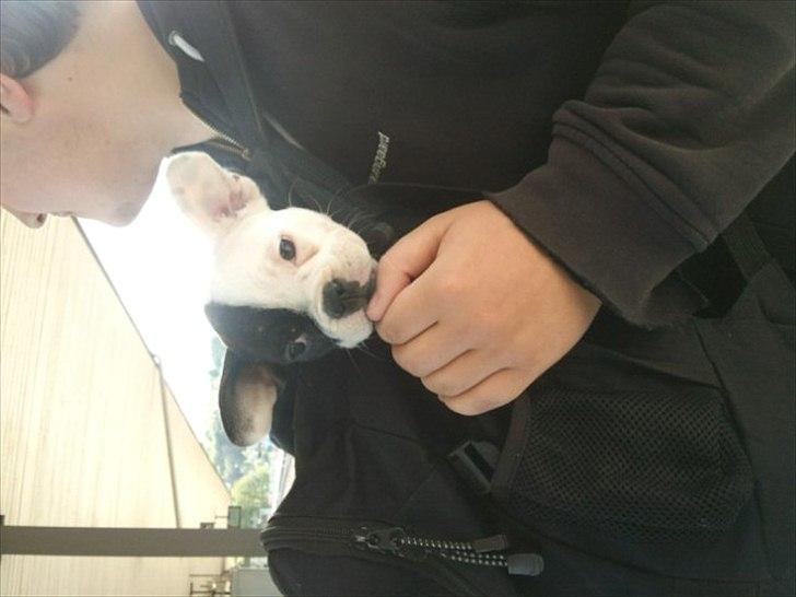 Fransk bulldog * Snuggi * billede 16