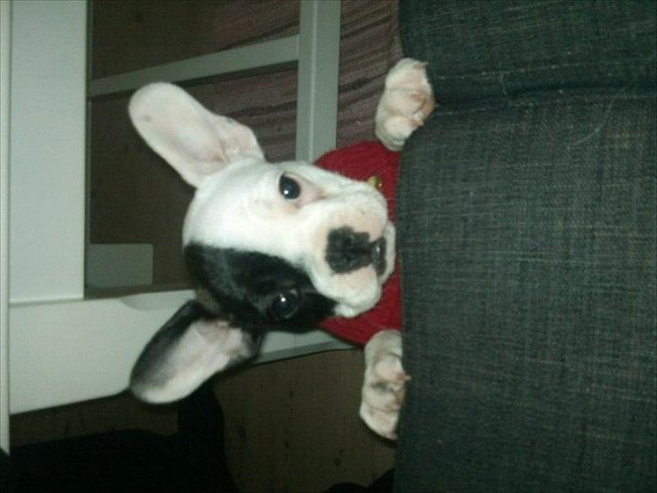 Fransk bulldog * Snuggi * billede 17
