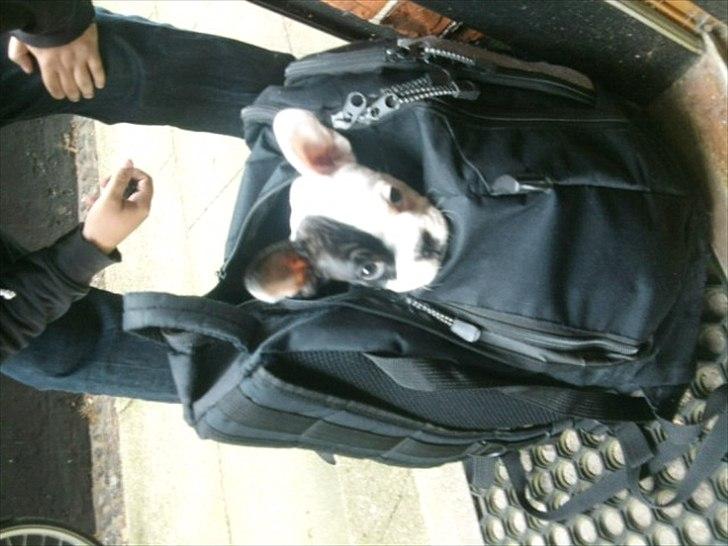 Fransk bulldog * Snuggi * billede 18