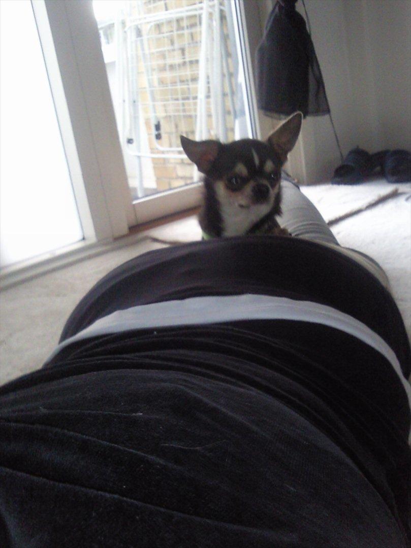 Chihuahua Over The Rainbow Of Varius Canis ** Rambo ** billede 13