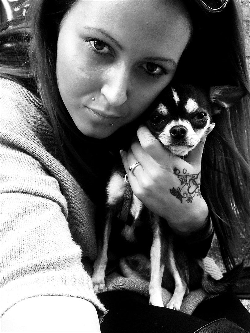 Chihuahua Over The Rainbow Of Varius Canis ** Rambo ** billede 4