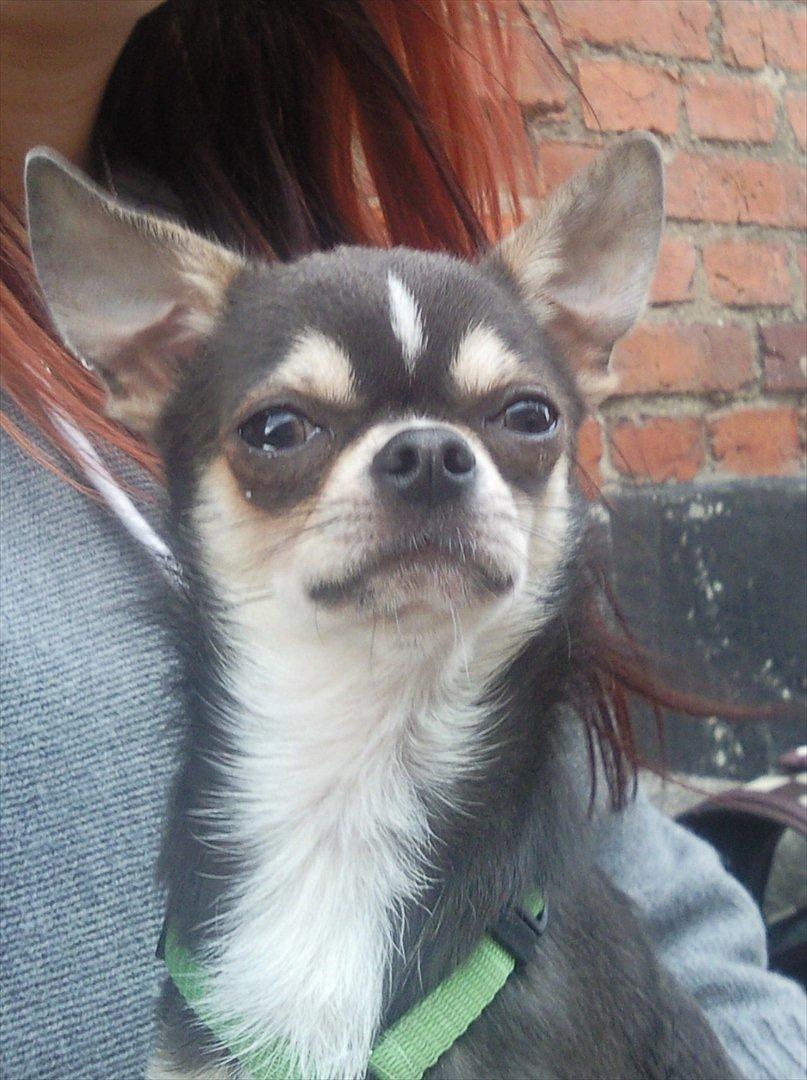 Chihuahua Over The Rainbow Of Varius Canis ** Rambo ** billede 5