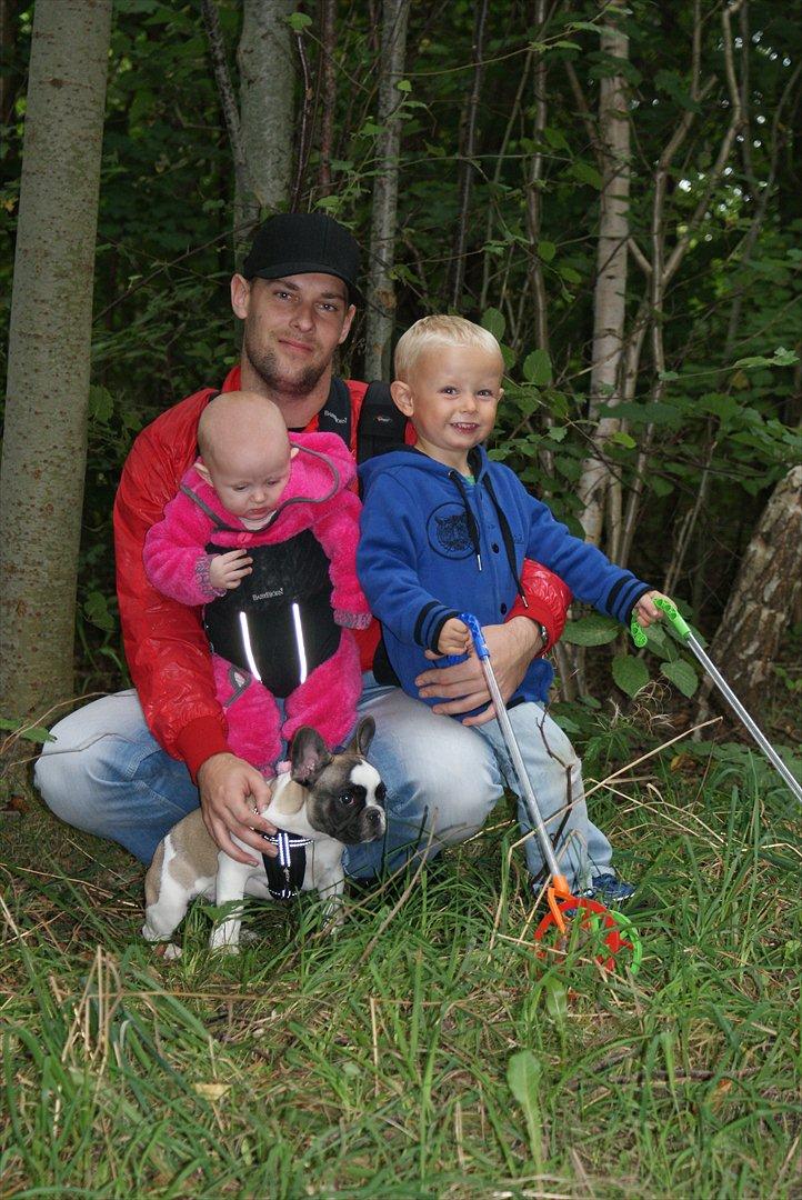 Fransk bulldog Diamond French Bosco billede 1