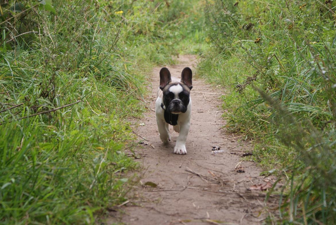 Fransk bulldog Diamond French Bosco billede 2