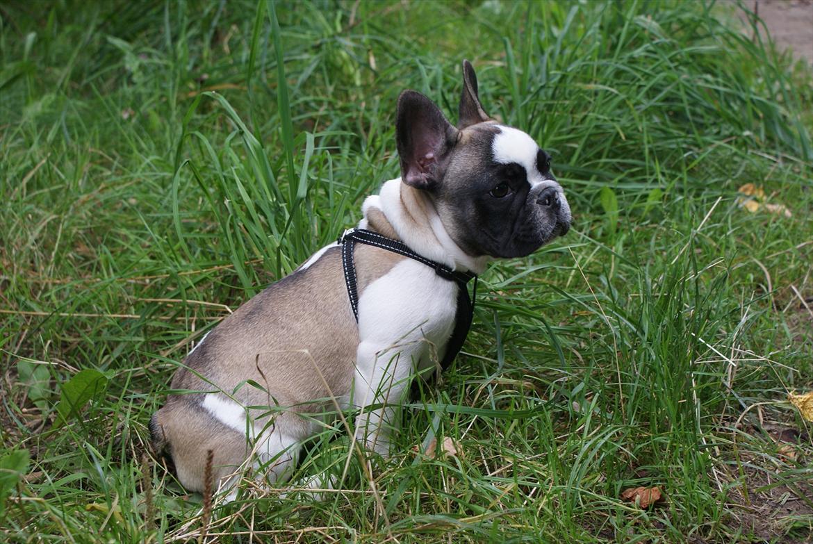 Fransk bulldog Diamond French Bosco billede 3