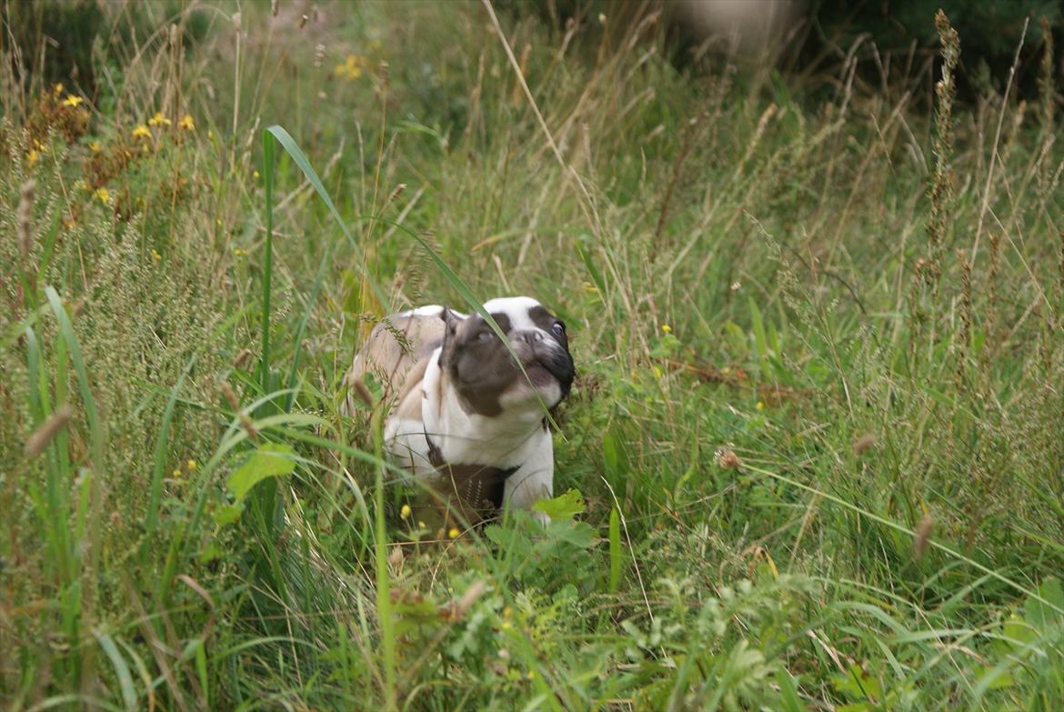 Fransk bulldog Diamond French Bosco billede 4