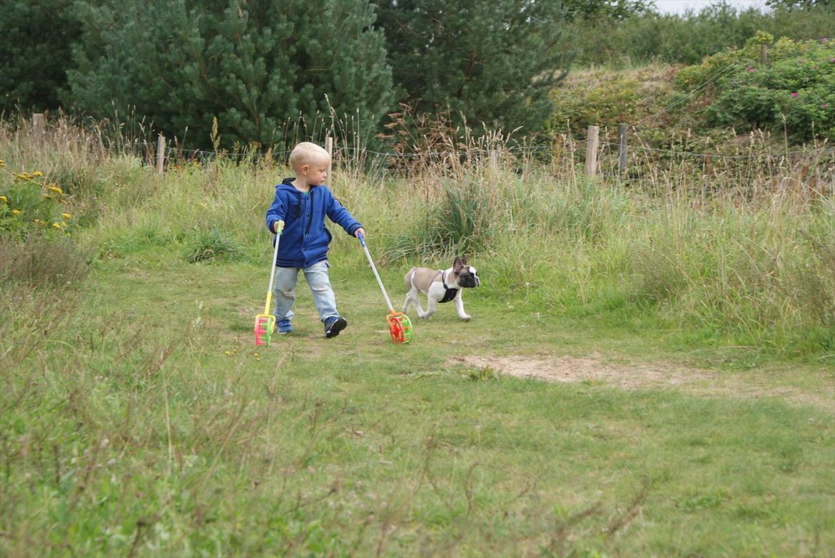 Fransk bulldog Diamond French Bosco billede 5