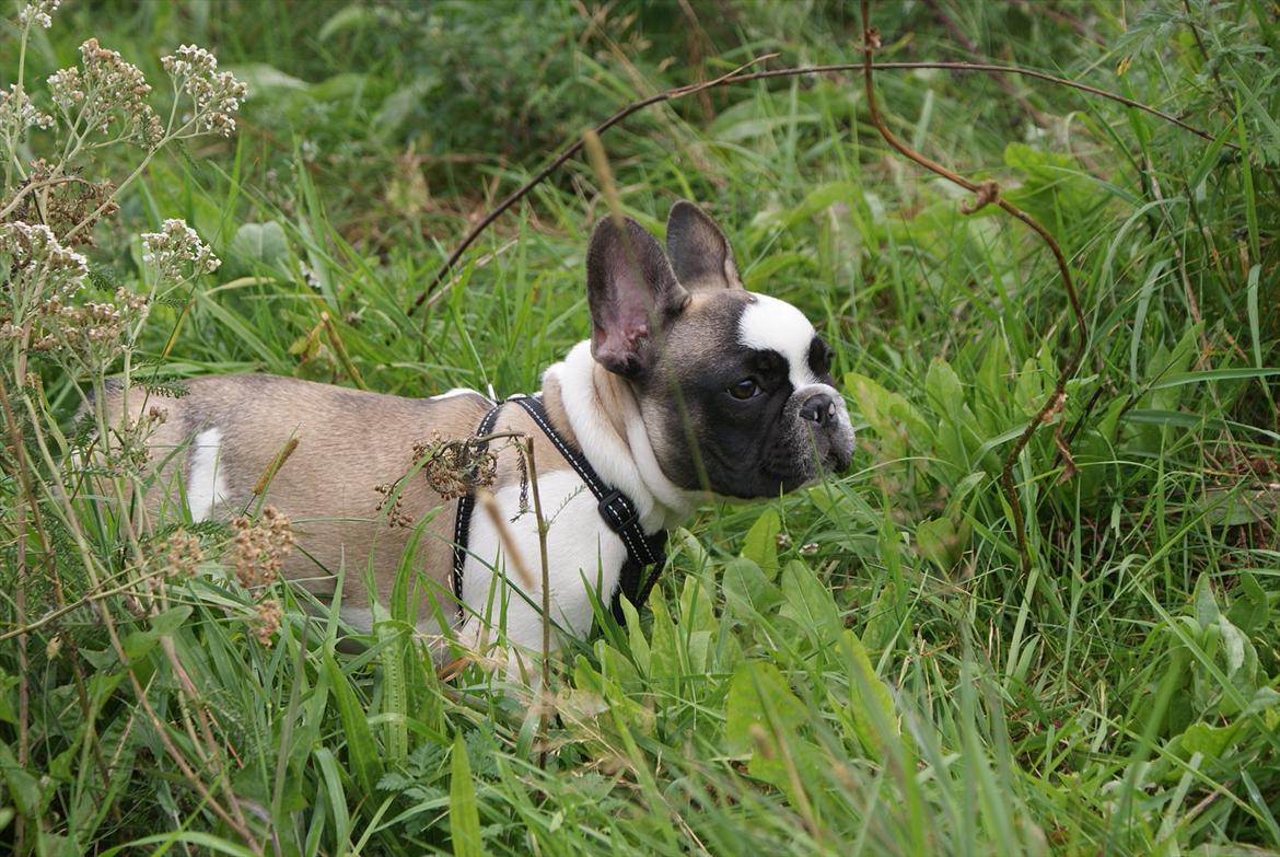 Fransk bulldog Diamond French Bosco billede 6