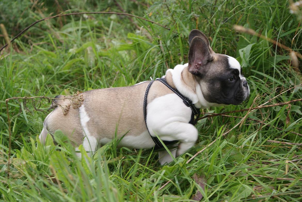 Fransk bulldog Diamond French Bosco billede 7