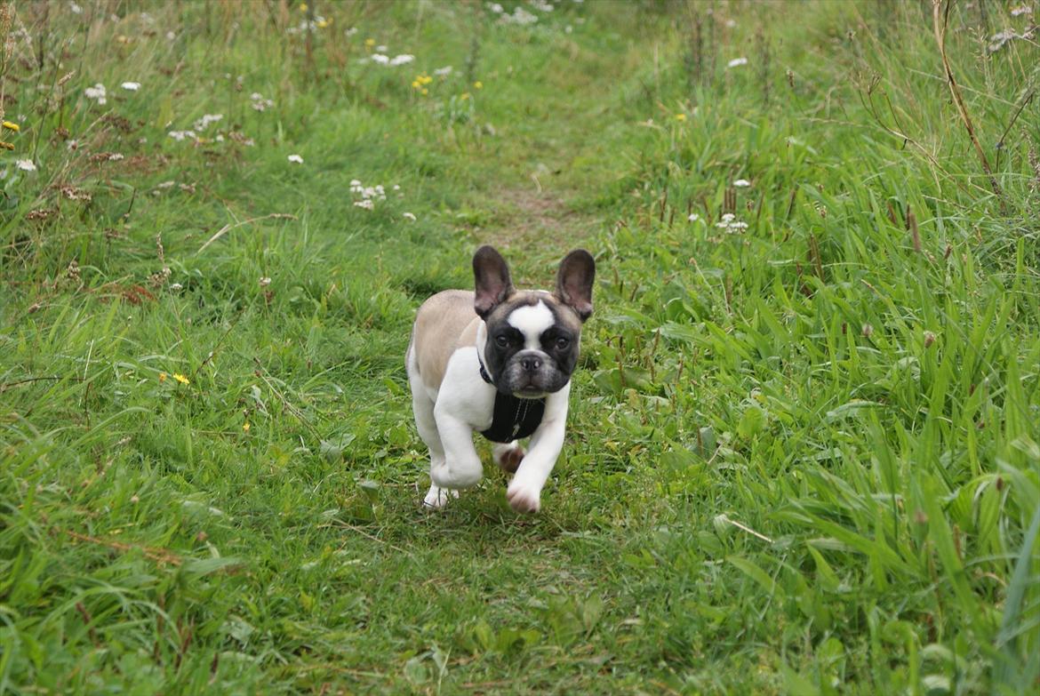 Fransk bulldog Diamond French Bosco billede 8