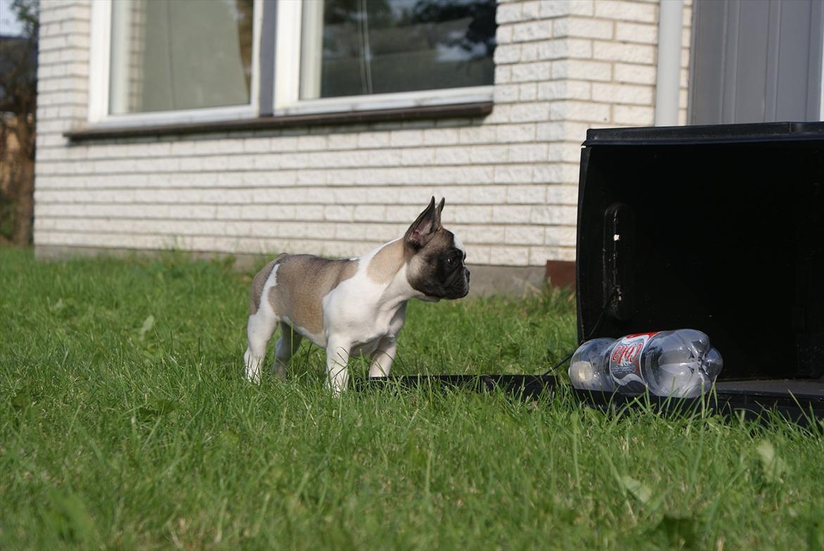 Fransk bulldog Diamond French Bosco billede 9