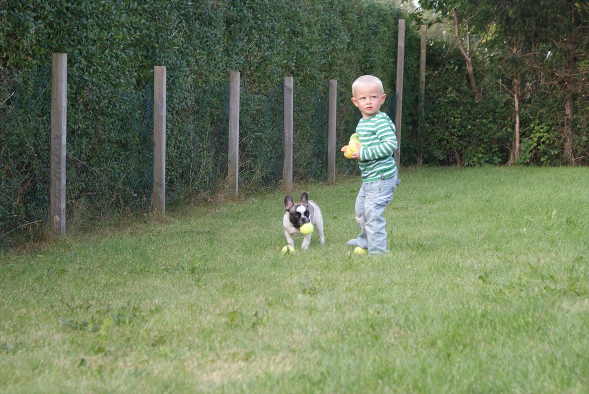 Fransk bulldog Diamond French Bosco billede 10