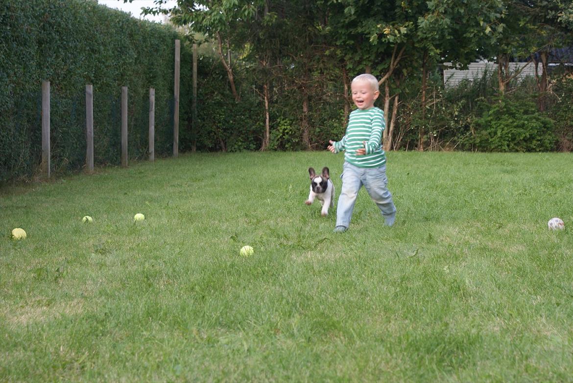 Fransk bulldog Diamond French Bosco billede 11