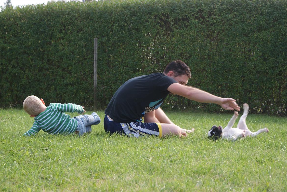 Fransk bulldog Diamond French Bosco billede 12