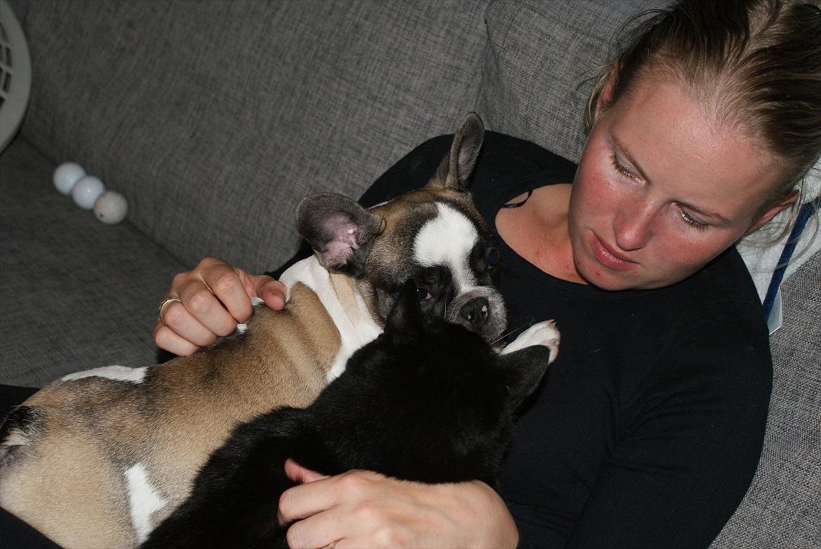 Fransk bulldog Diamond French Bosco billede 13