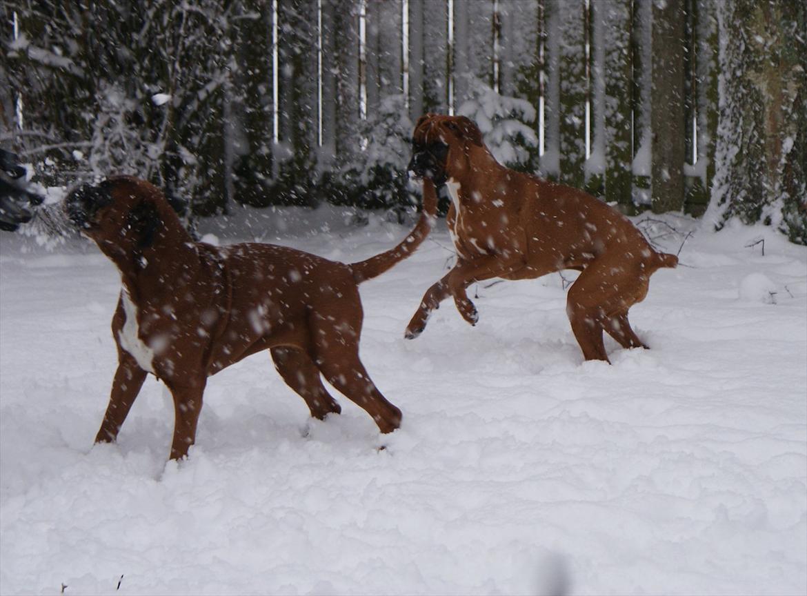 Boxer Chloé vom Hause Chagall - Fie og Chloé i sneen vinteren 2010 billede 13