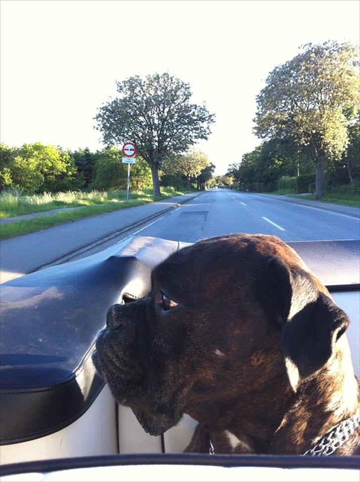 Boxer tyson - sommer 2011 billede 11